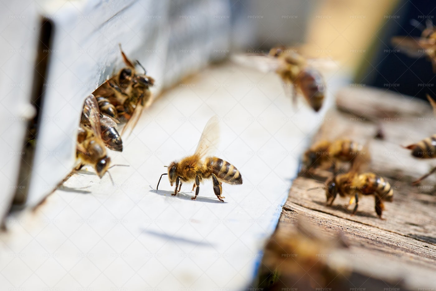 Honey Bees Around Hive: Stock Photos
