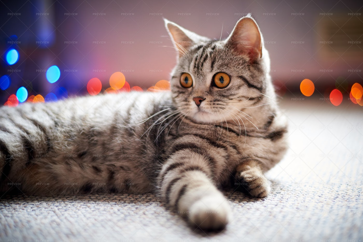 Cat On The Carpet: Stock Photos