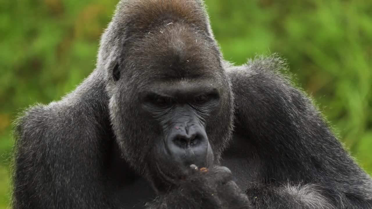 Gorilla Eating A Nut - Stock Video | Motion Array