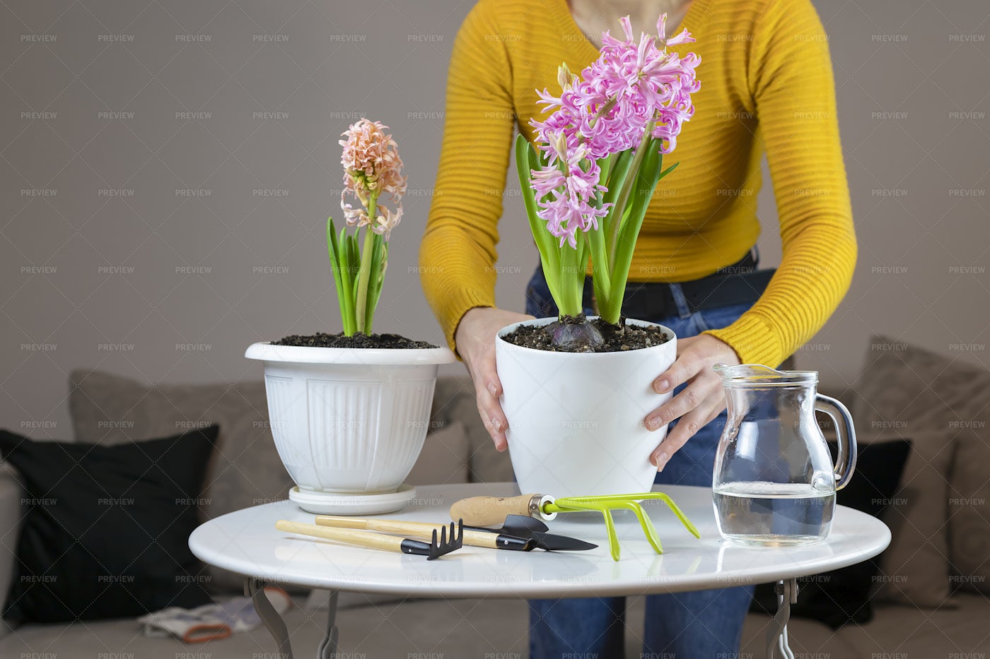 Transplanting A Pink Hyacinth: Stock Photos
