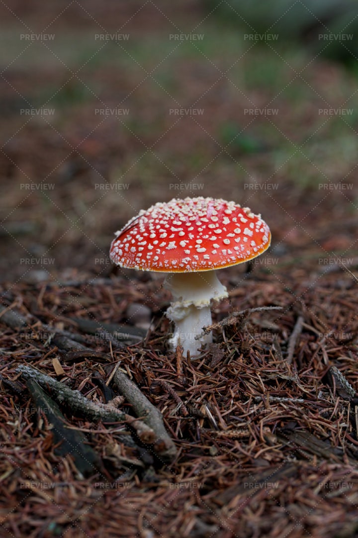 Amanita Mushroom In The Forest: Stock Photos