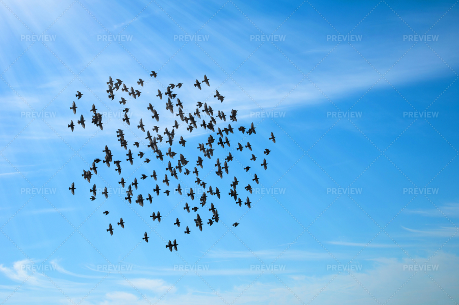 Flying Flock Of Birds - Stock Photos | Motion Array