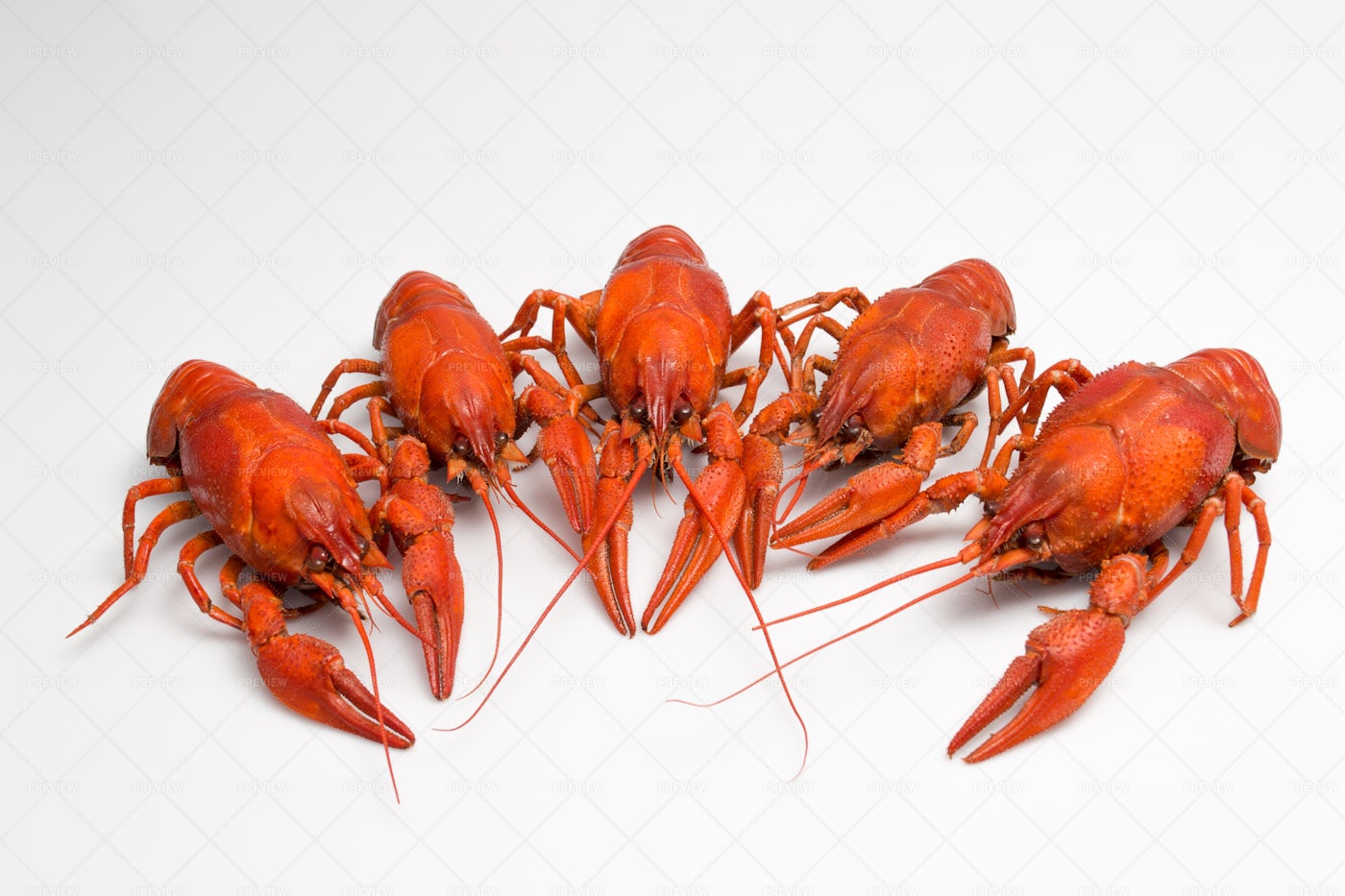Boiled Crawfish: Stock Photos