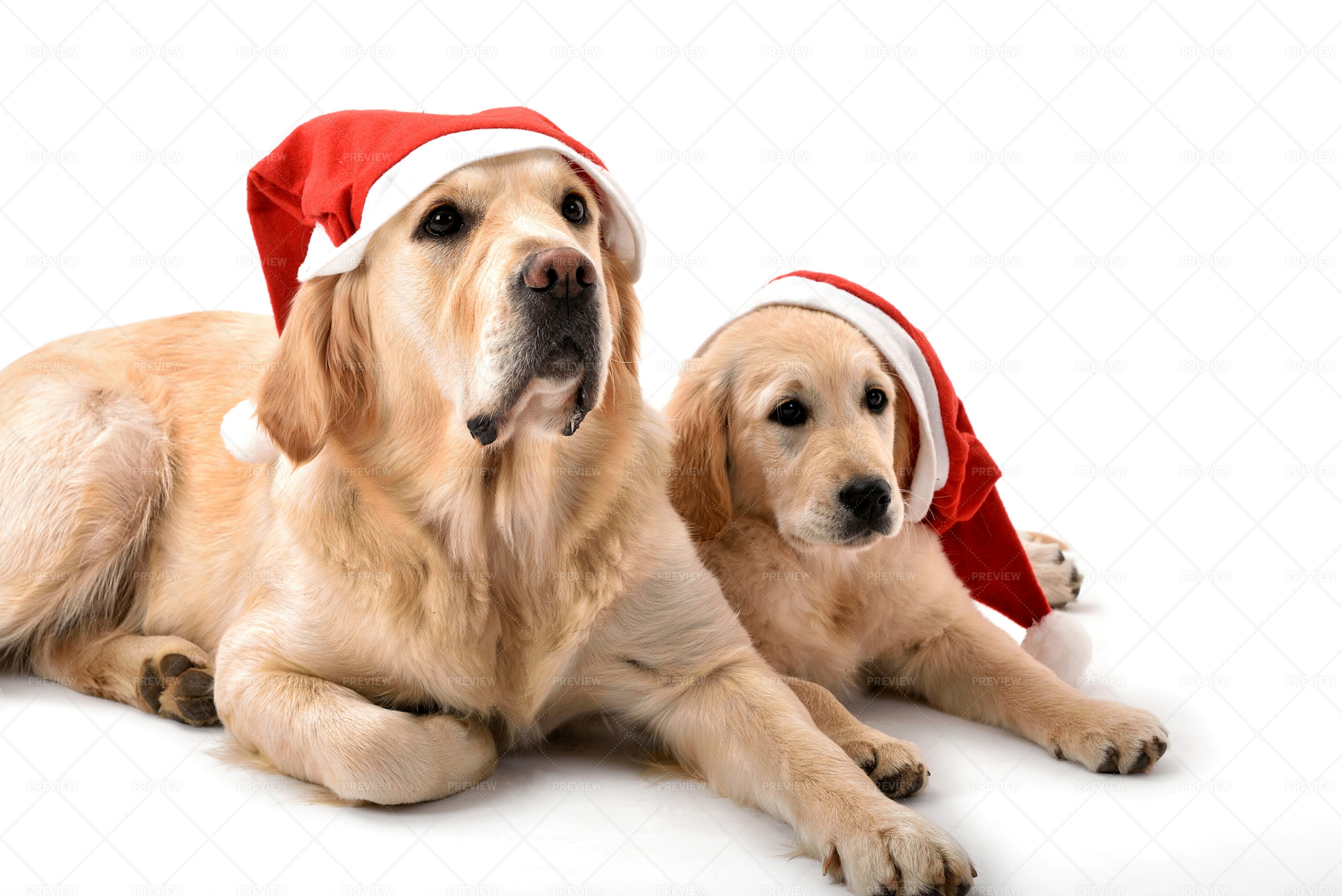 Golden Retriever In Christmas - Stock Photos | Motion Array