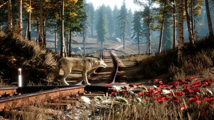 Forest Life: Motion Graphics