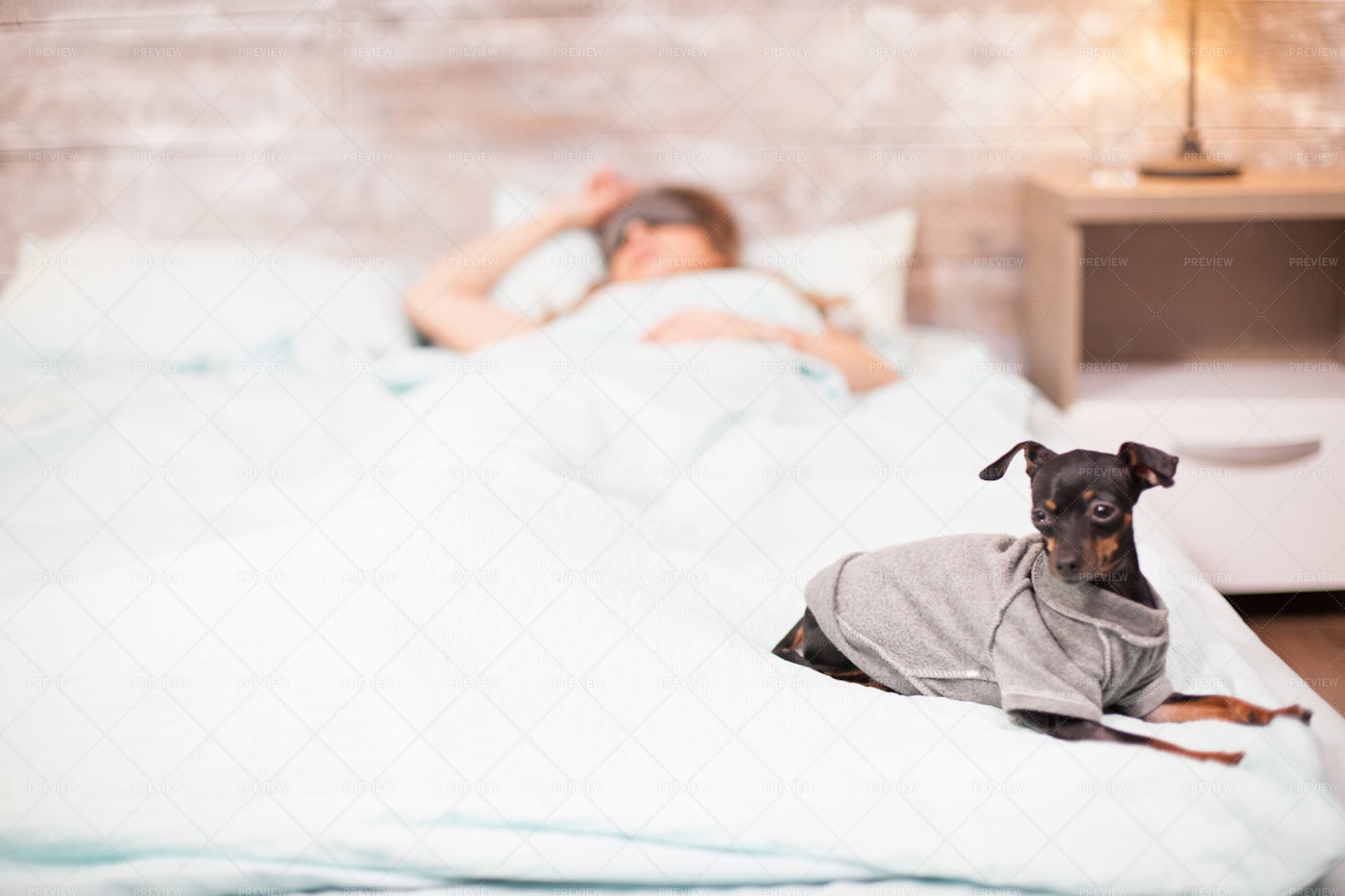 Dog At The Bed's End: Stock Photos