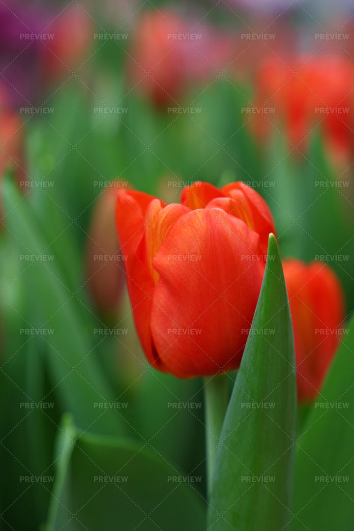 Red Tulip Flowers: Stock Photos