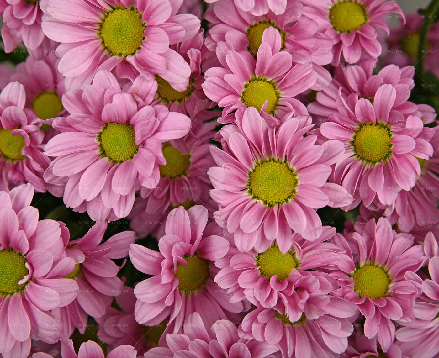 Pink Chrysanthemum: Stock Photos