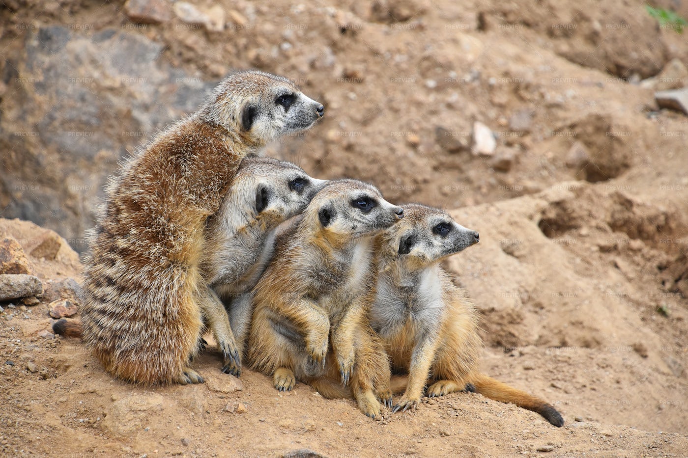 A Family Of Meerkats: Stock Photos