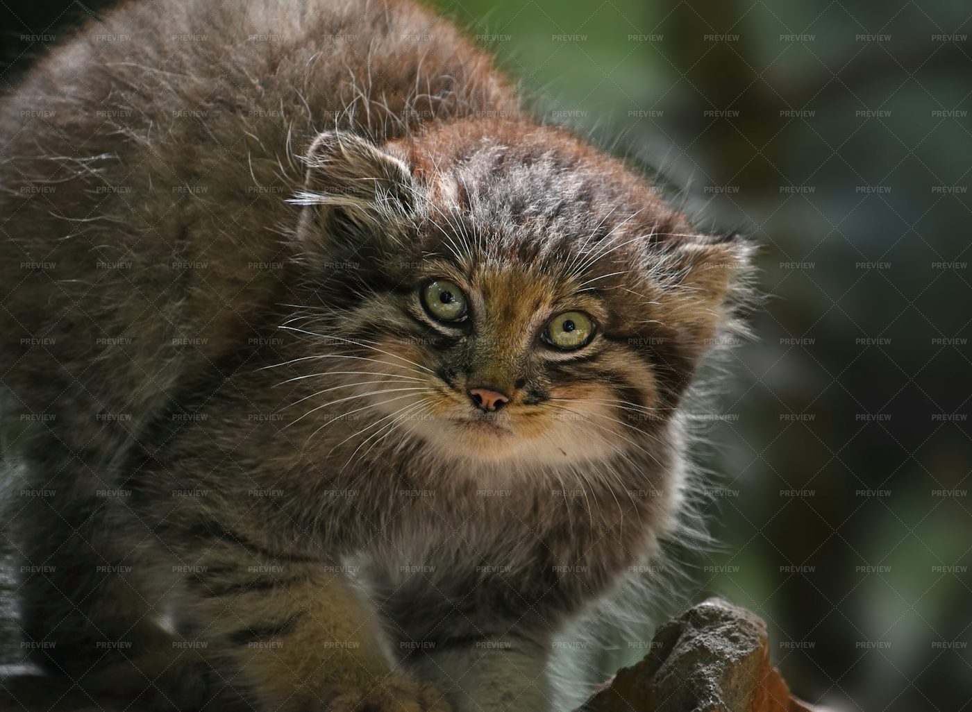 manul-kitten-stock-photos-motion-array