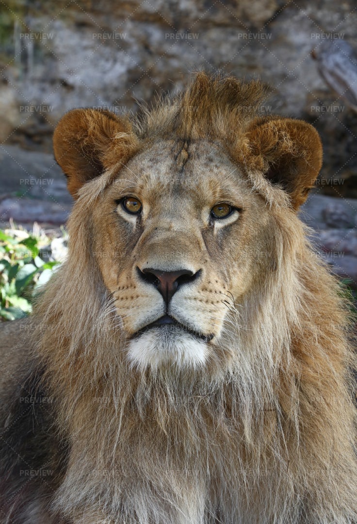 Sitting African Lion: Stock Photos