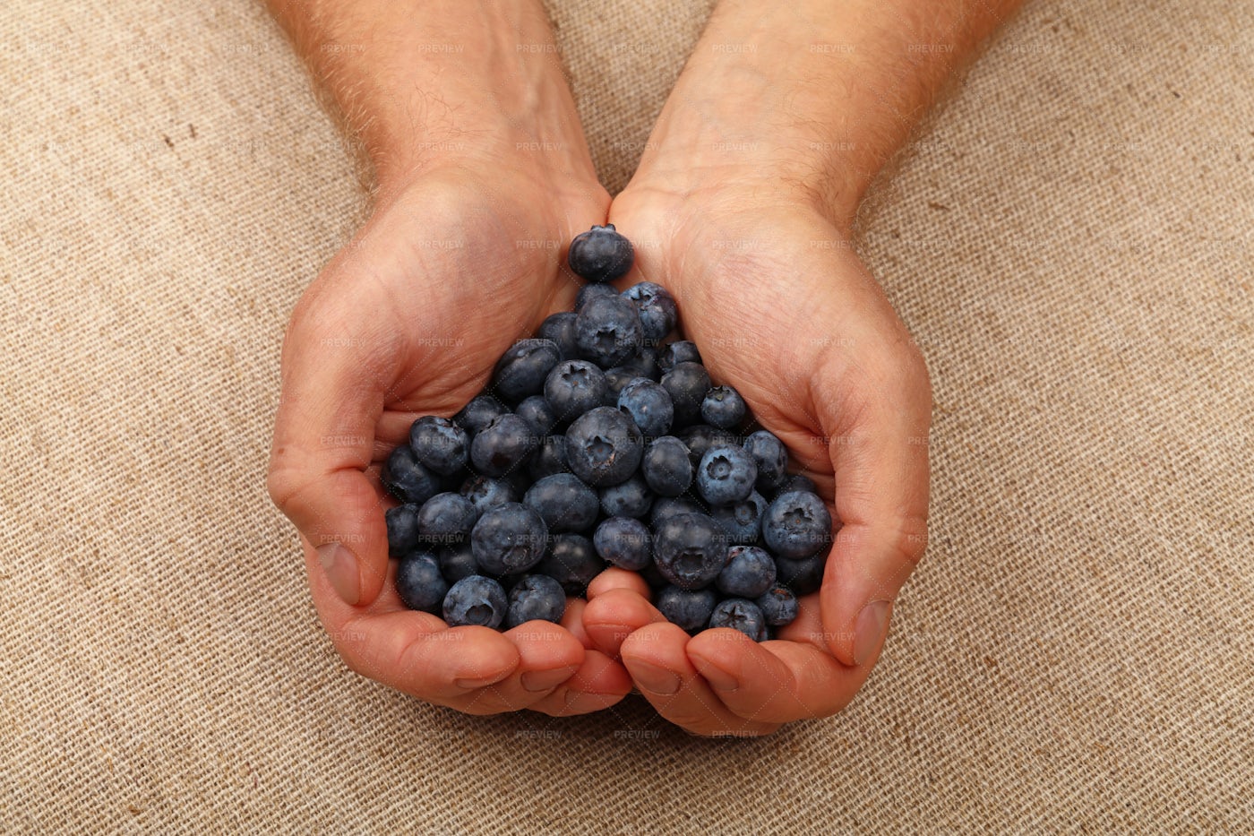 Blueberries Love: Stock Photos