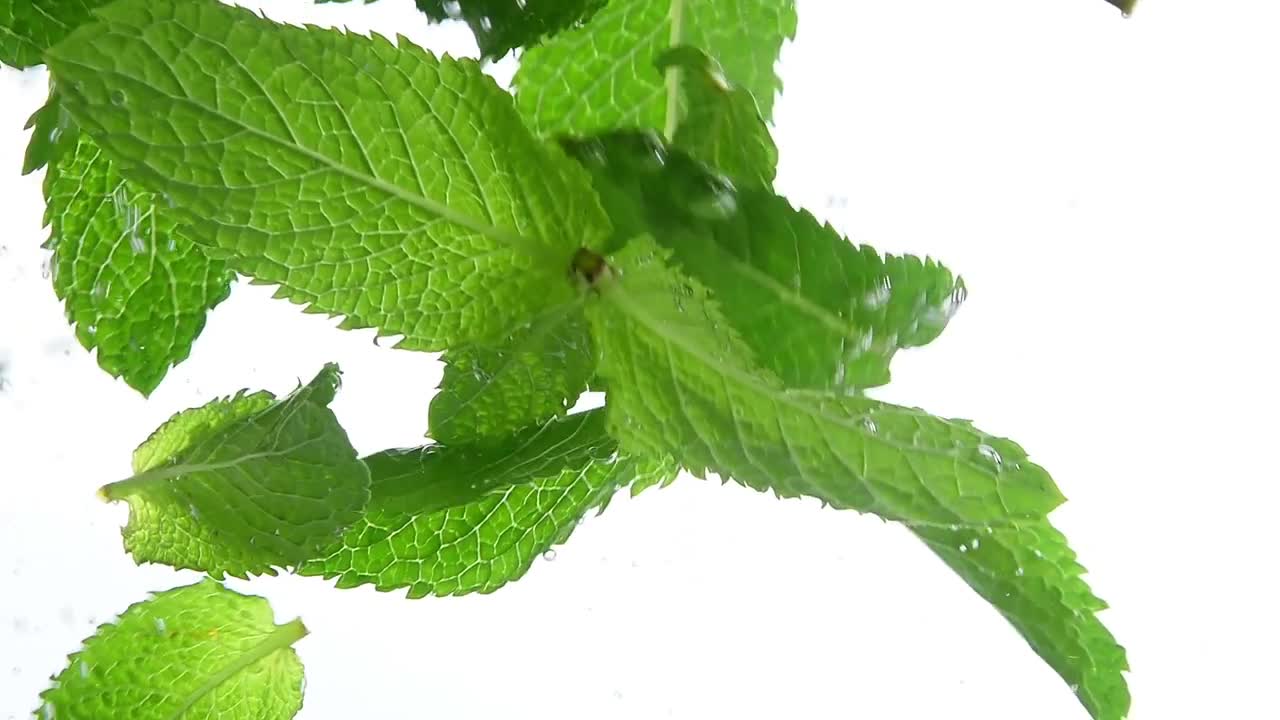 Mint Leaves Submerged In Water Stock Video Motion Array
