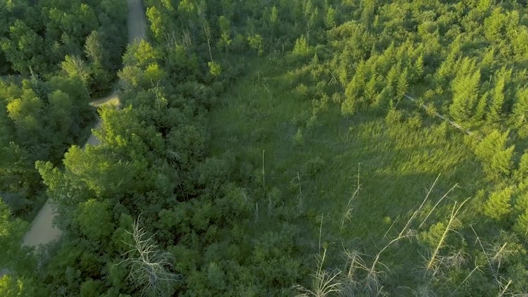 Forest Fly Over: Stock Video