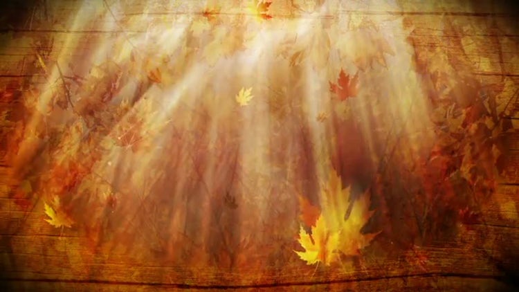 Autumn Foliage Background: Stock Motion Graphics