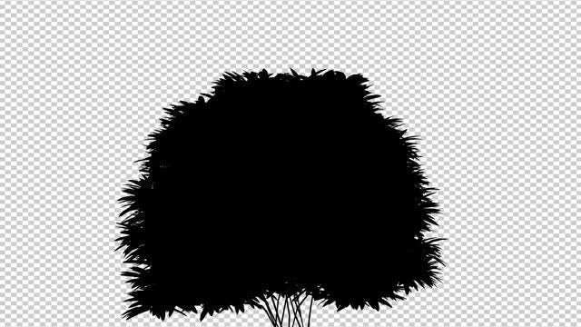 Shrub Animation: Stock Motion Graphics