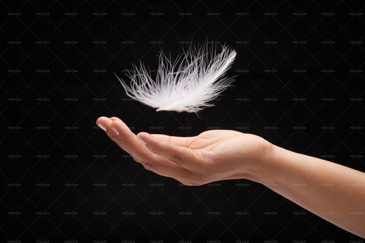 Feather Falling To Hand: Stock Photos