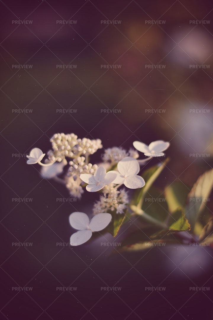 White Violet In Sunny Day: Stock Photos