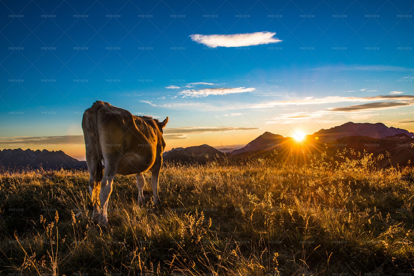 Grazing Cow At Sunset: Stock Photos