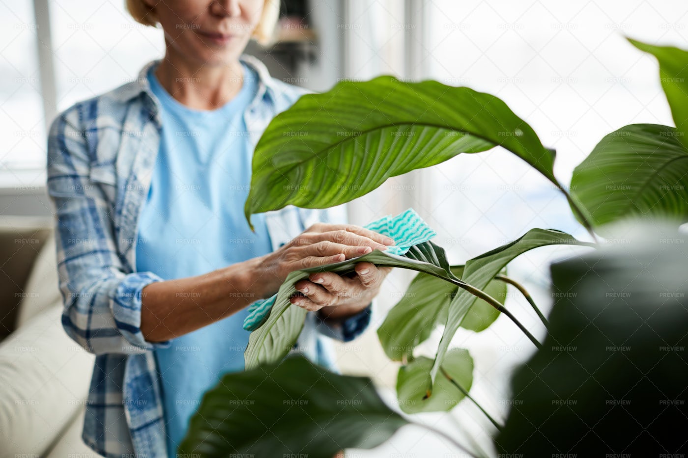Cleaning Leaves Of Houseplant: Stock Photos