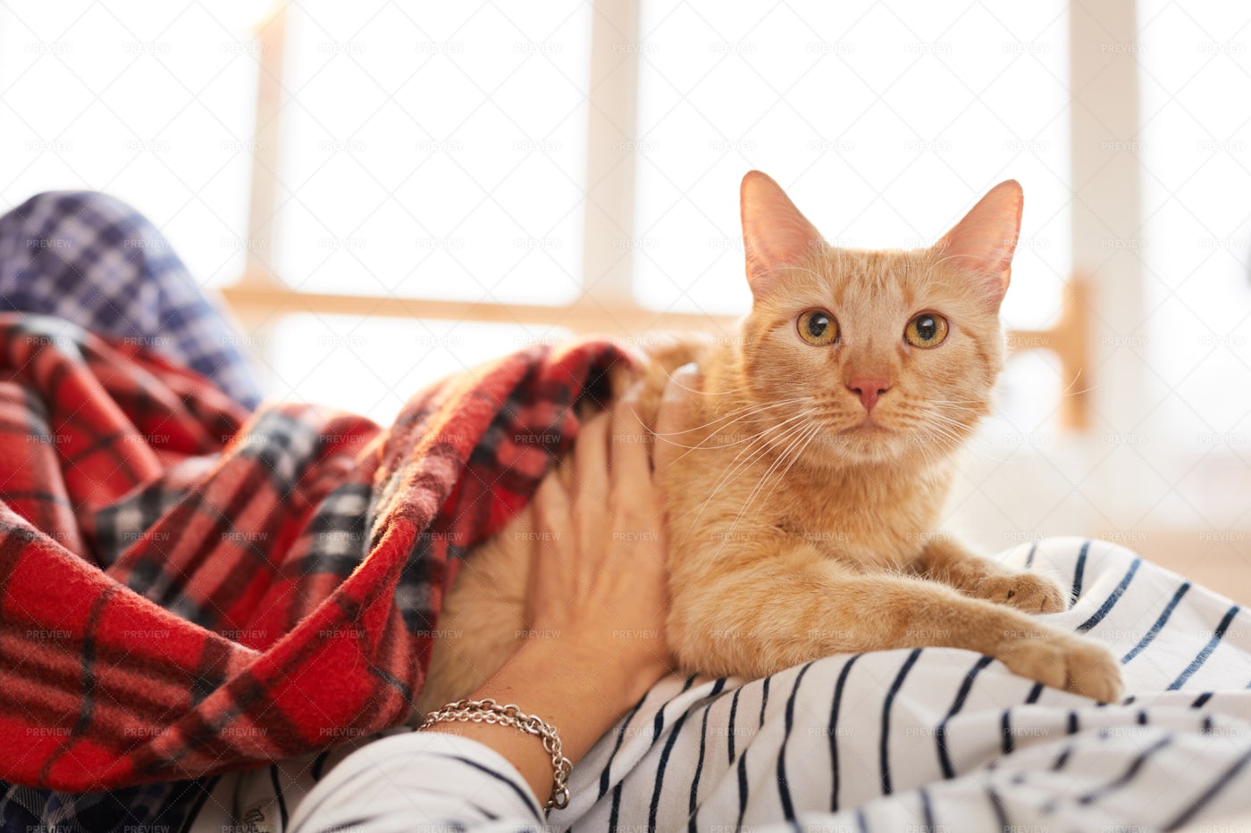Ginger Cat Relaxing With Owner: Stock Photos