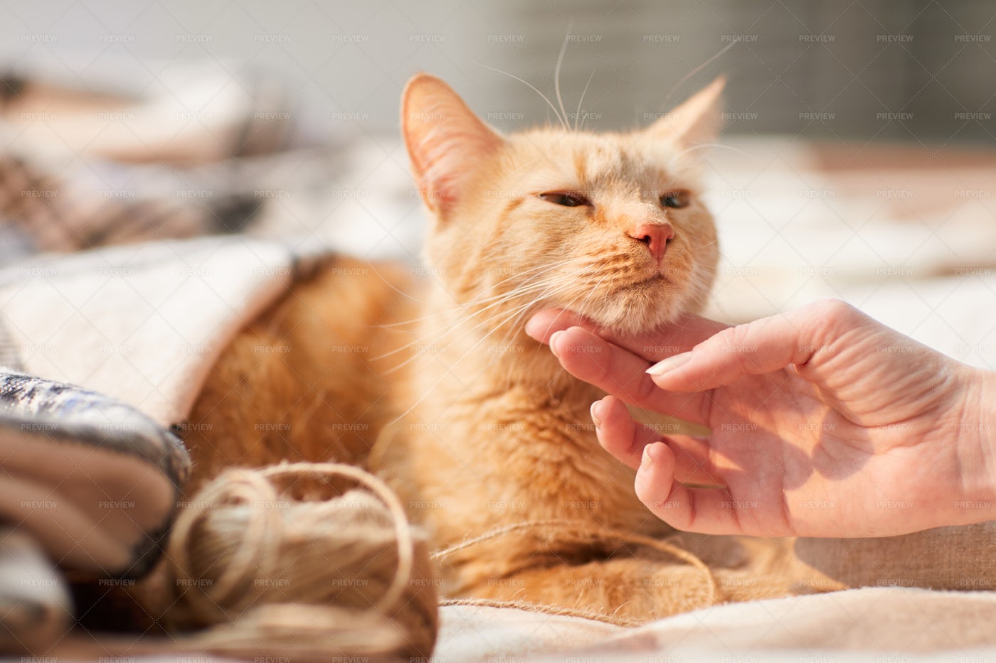 Young Woman Stroking Ginger Cat: Stock Photos
