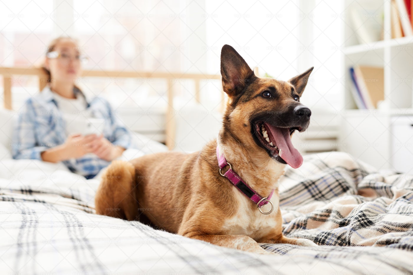 Happy Dog Sitting On Bed: Stock Photos