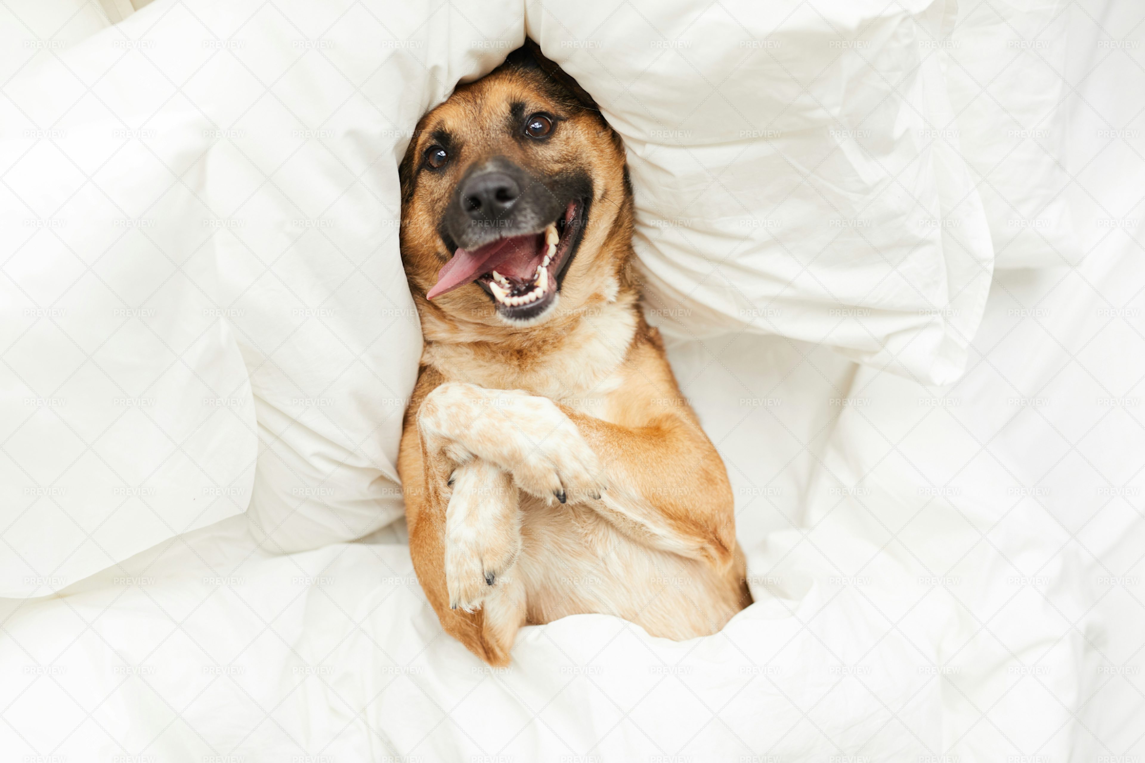 Happy Dog Lying In Comfortable Bed Stock Photos Motion Array