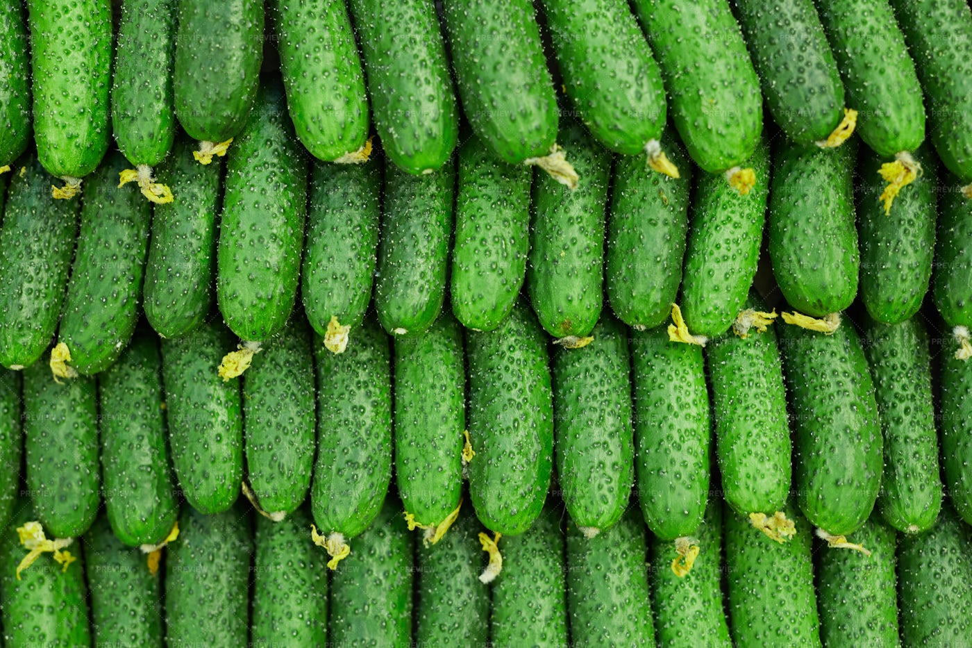 Image Of Fresh Cucumbers: Stock Photos