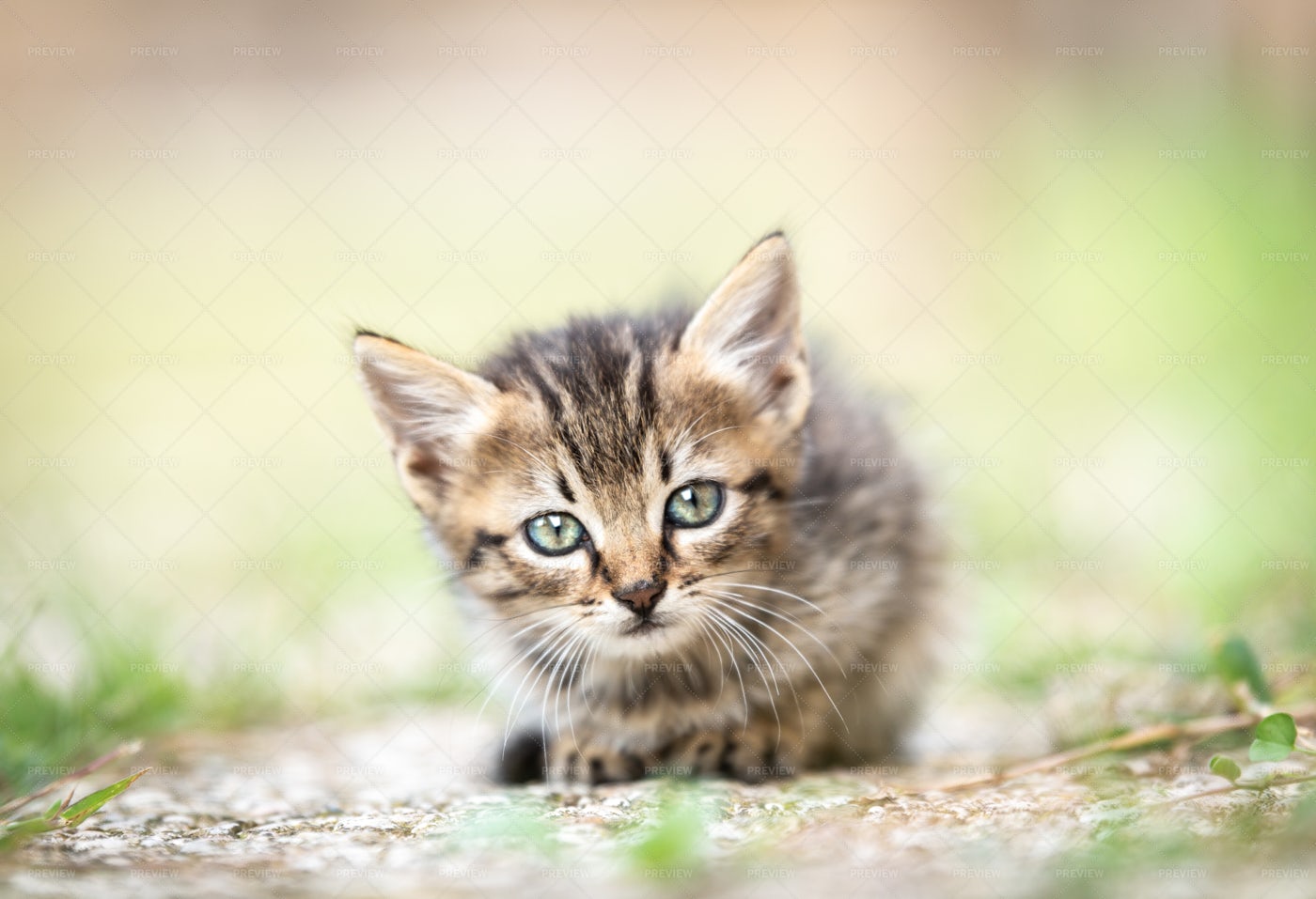 Kitten: Stock Photos