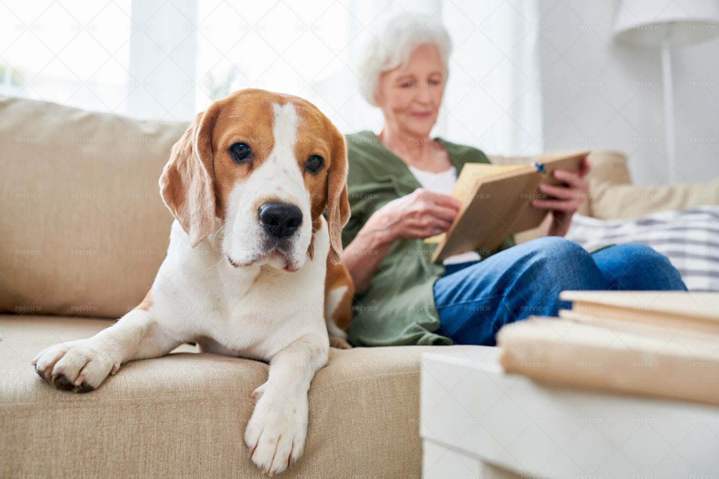 Dog Is Senior Womans Best Friend - Stock Photos | Motion Array