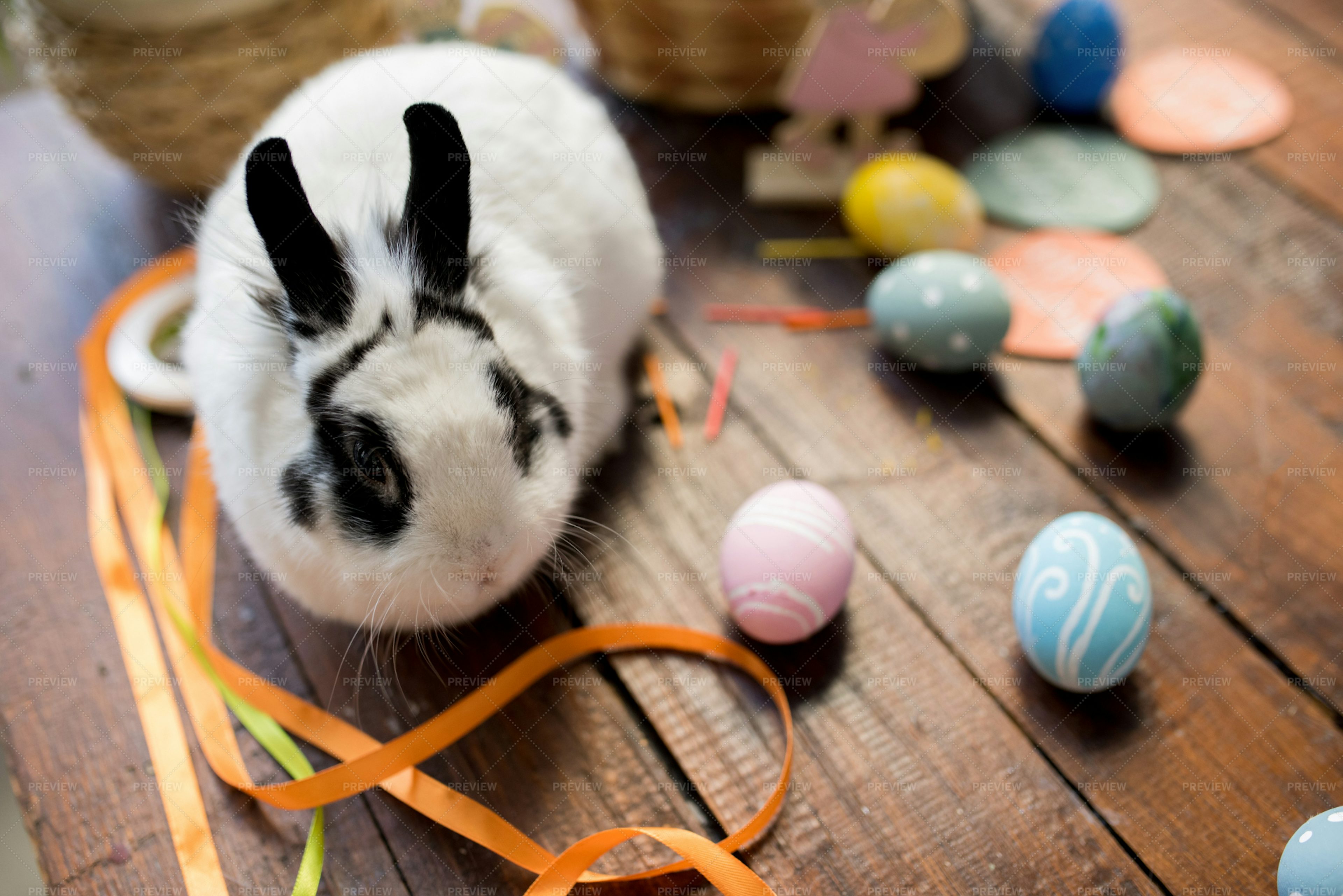 Pet Easter Bunny On Wooden Table Stock Photos Motion Array