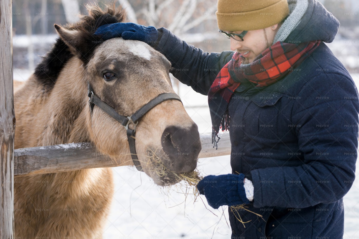 Man Feeding Horse On Ranch: Stock Photos