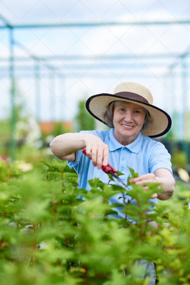Happy Senior Woman Working In...: Stock Photos
