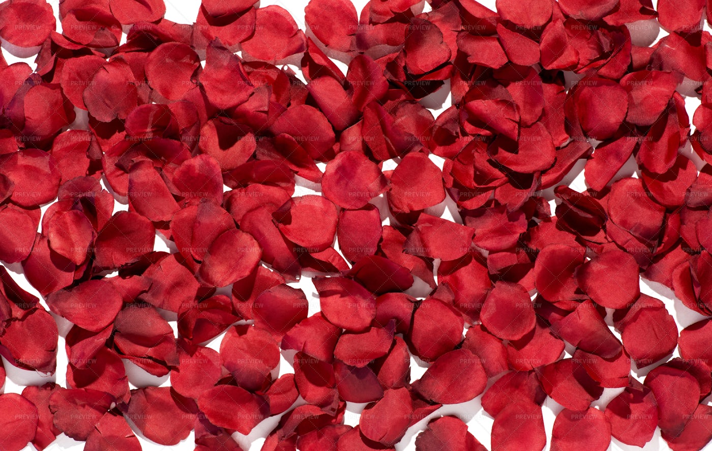 Red Rose Petals: Stock Photos