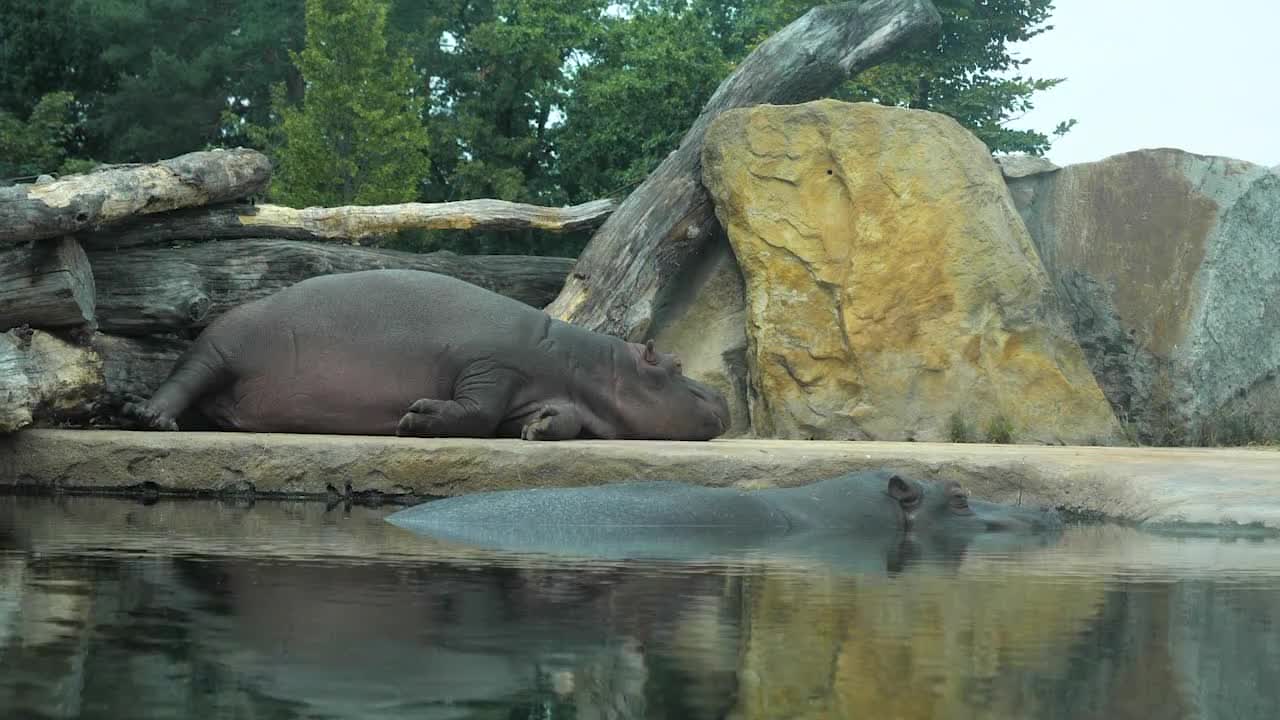 A Hippopotamus Sleeping - Stock Video | Motion Array