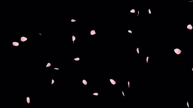 Cherry Blossom Petals Stock Motion Graphics Motion Array Cherry Blossom Petals Stock Motion Graphics Motion Array