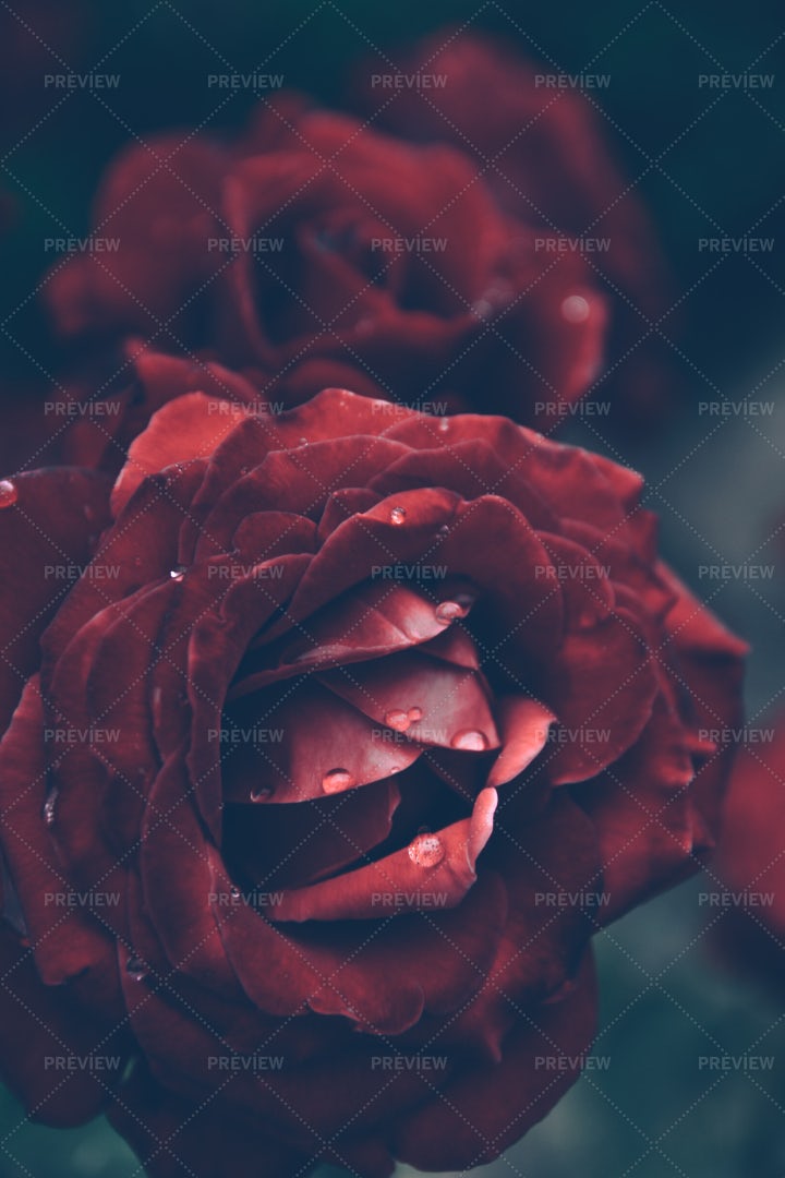 Rose Flower With Drops: Stock Photos