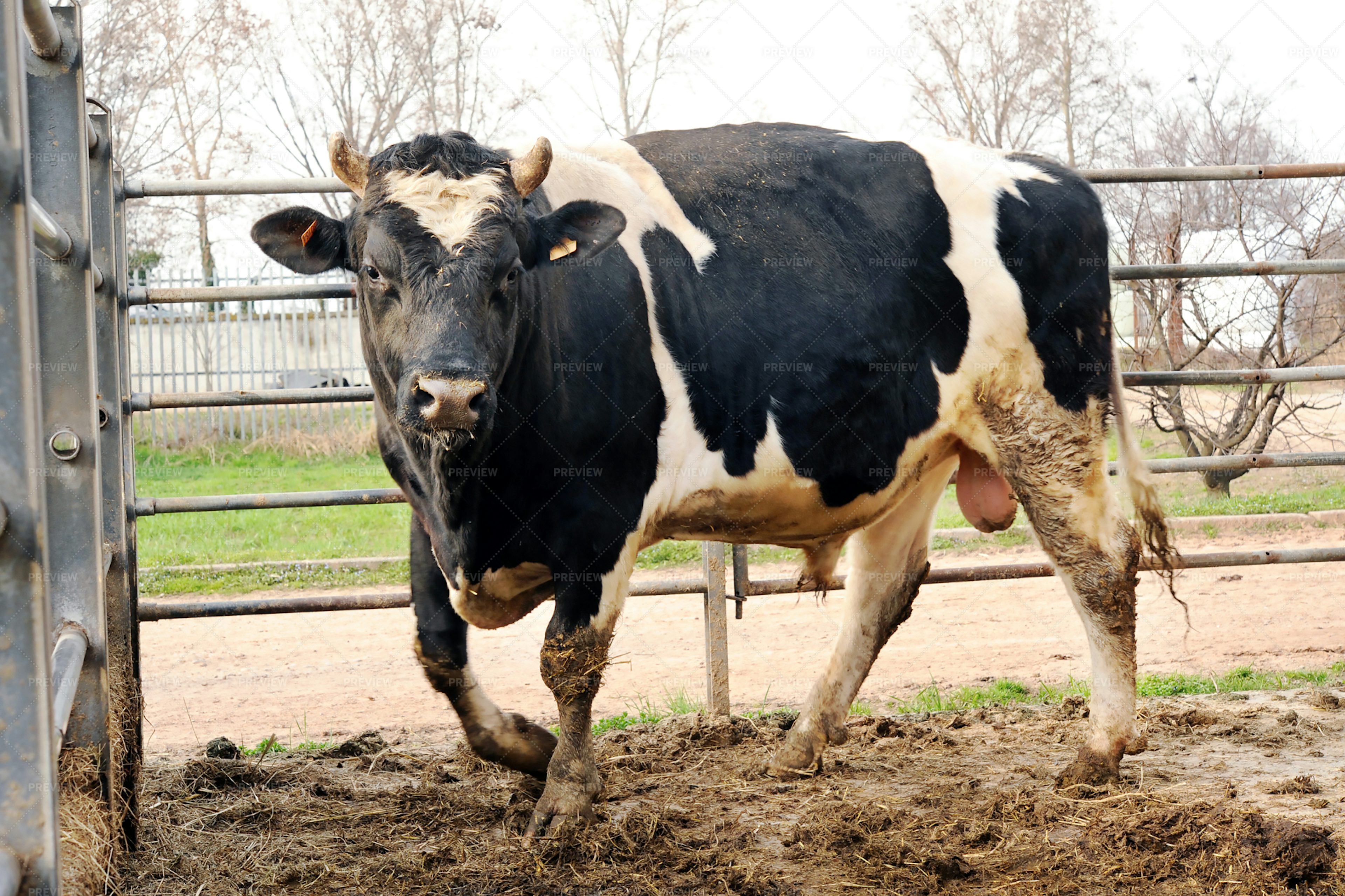 holstein-bull-stock-photos-motion-array