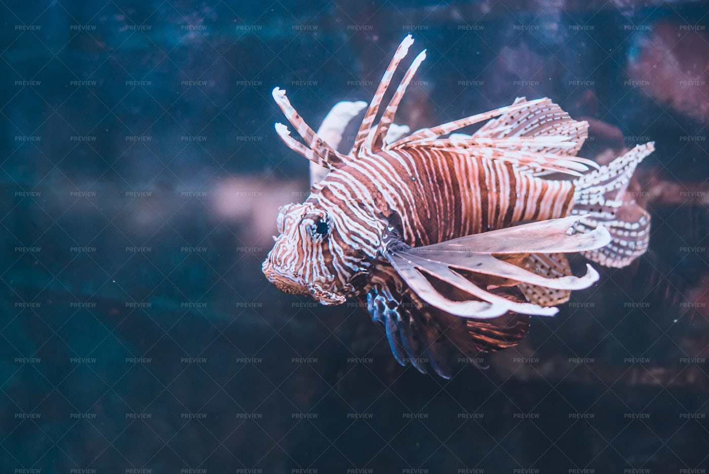 A Lionfish: Stock Photos