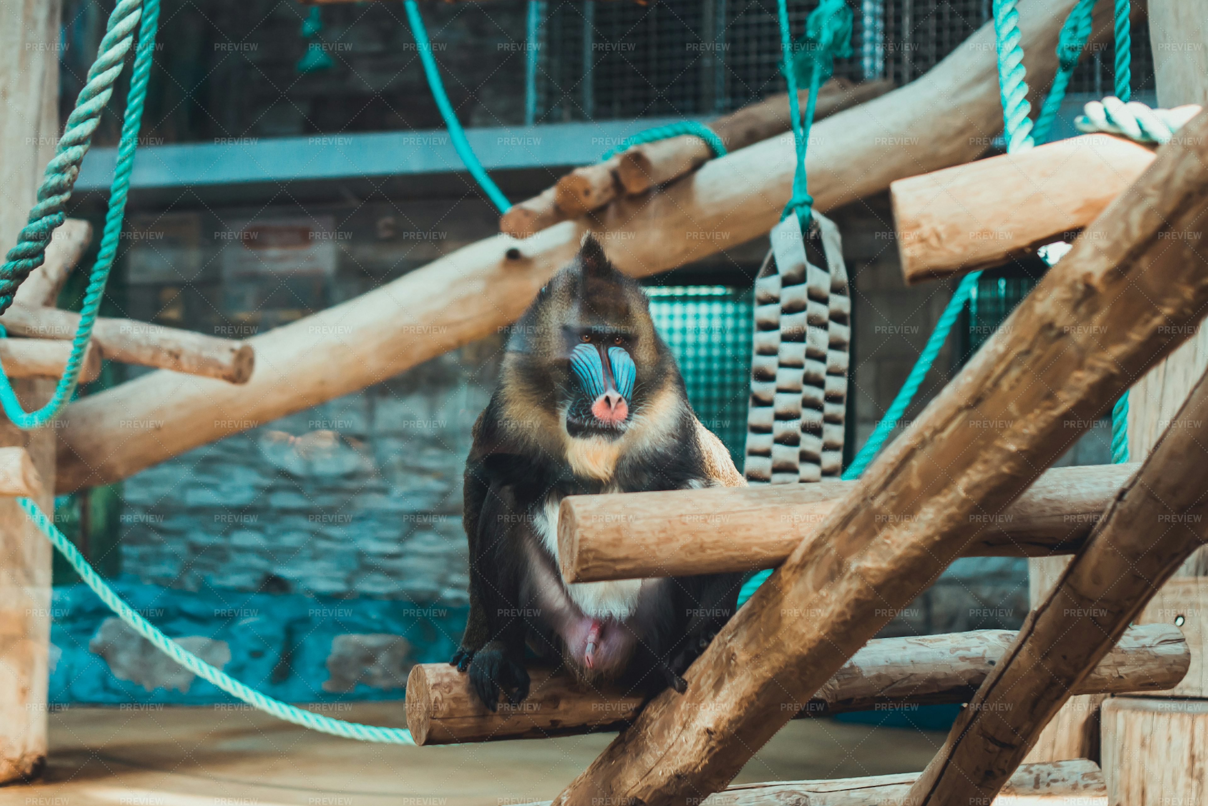 Monkey In The Playground - Stock Photos | Motion Array