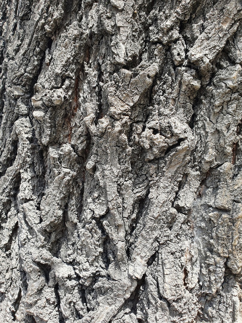 Tree Bark: Stock Photos