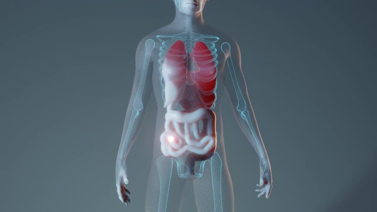 Digestive System - Stock Motion Graphics | Motion Array