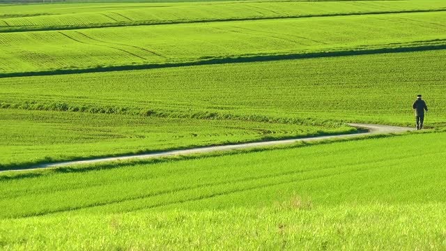 Old Man Walking in Nature: Stock Video