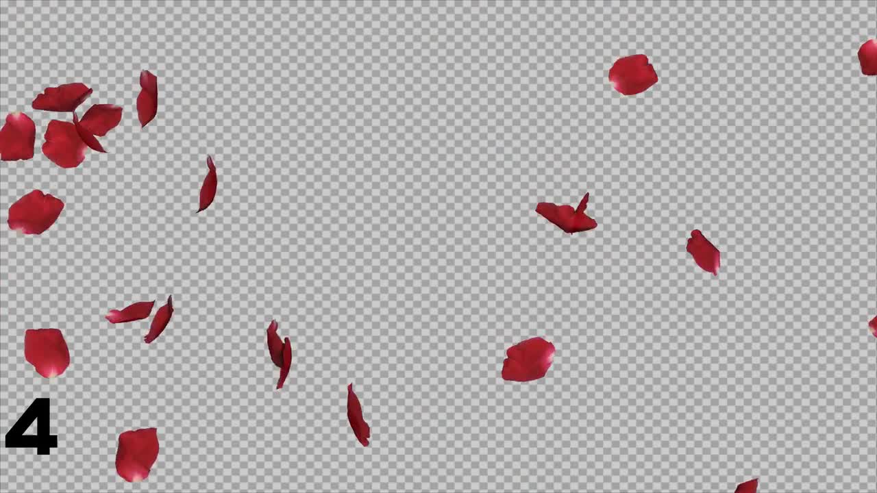 Rose Petals Falling Pack Stock Motion Graphics Motion Array