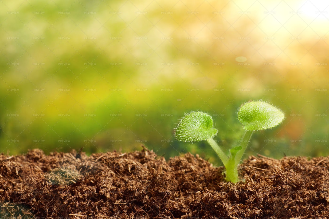 a-plant-sprouting-stock-photos-motion-array