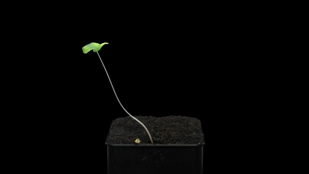 Germinating Buckwheat Seed Stock Video Motion Array