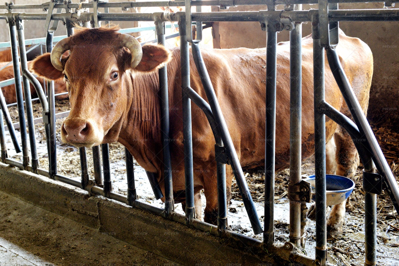 Ox In A Winter Barn: Stock Photos