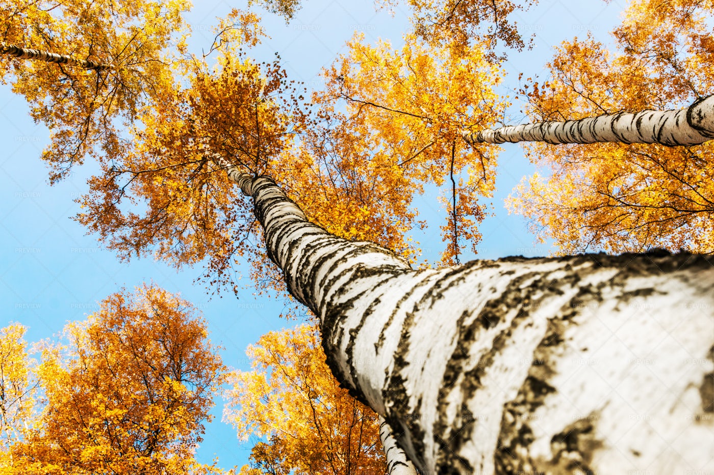 Tops Of Birch Trees: Stock Photos