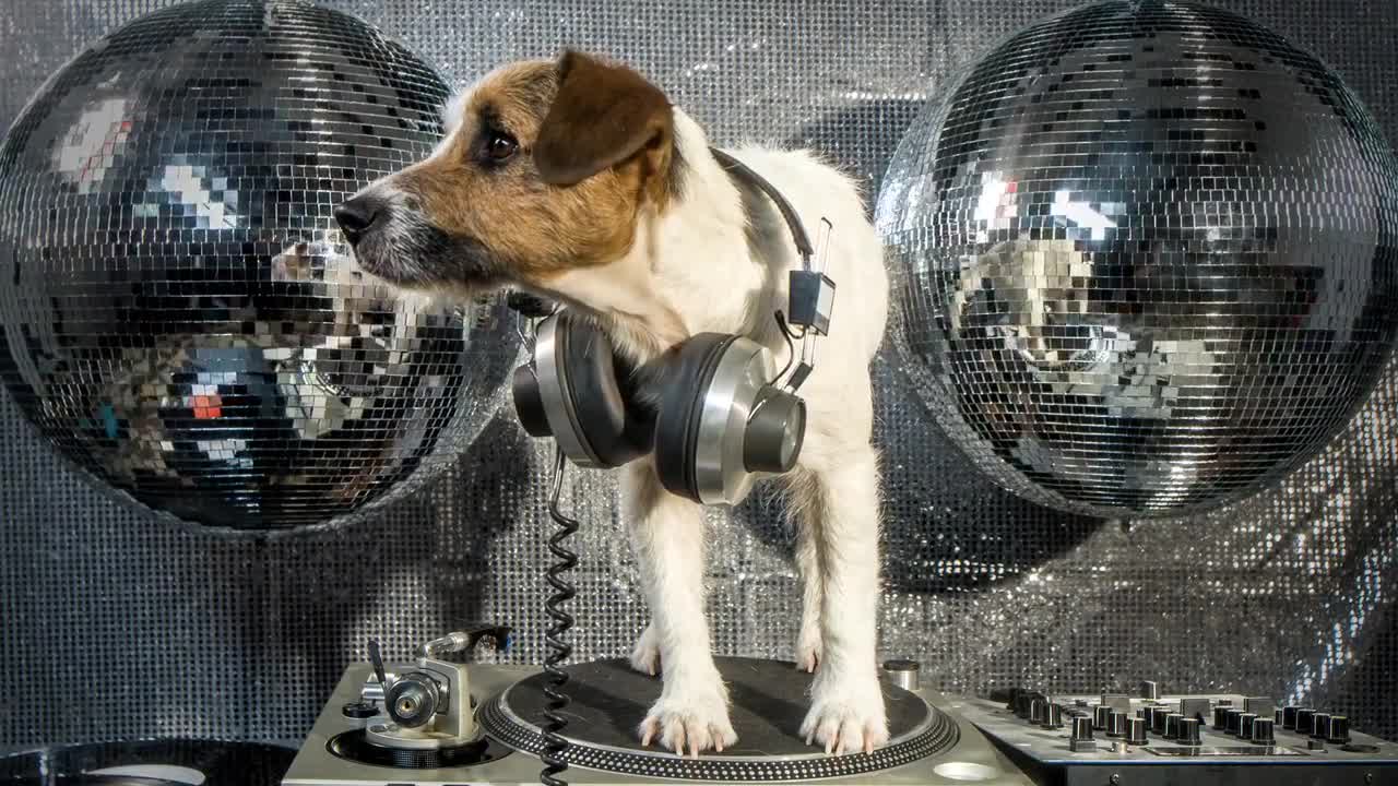 French Bulldog With Disco Background - Stock Video | Motion Array
